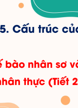 Bài 7. Tế bào nhân sơ và tế bào nhân thực (Tiết 2)
